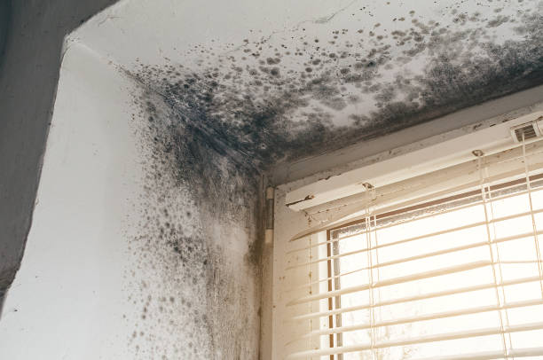 Trusted Crawl Space Mold Removal service in Grassflat, PA - Cheap Mold Removal
