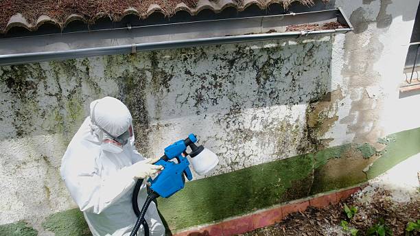 Top rated local Mold Cleanup specialists in Grassflat, PA
